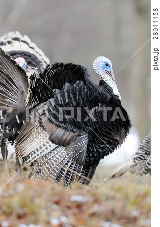 Turkey-cock Turkey-cock 28044458