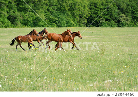 Horse Horse 28044460