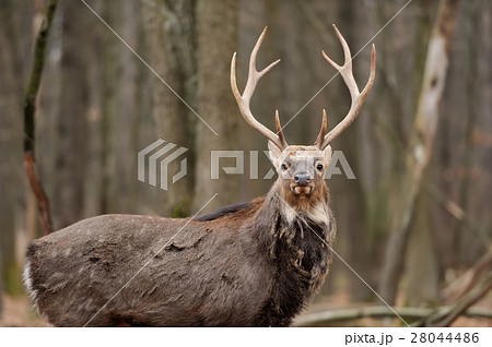 Deer Deer 28044486