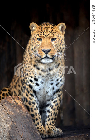 Leopard Leopard 28044489