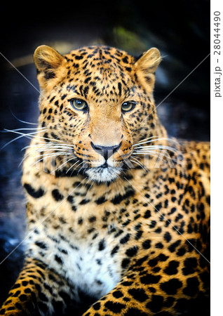 Leopard Leopard 28044490