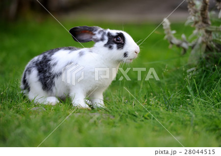 Rabbit 28044515