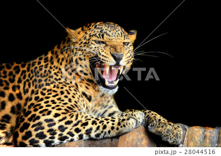 Leopard 28044516