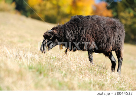 Sheep on a field 28044532