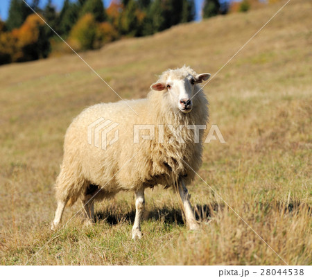 Sheep on a field 28044538