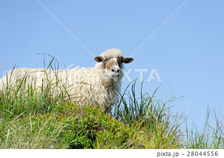 Sheep 28044556