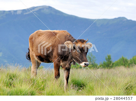 Cow on mountain pasture 28044557