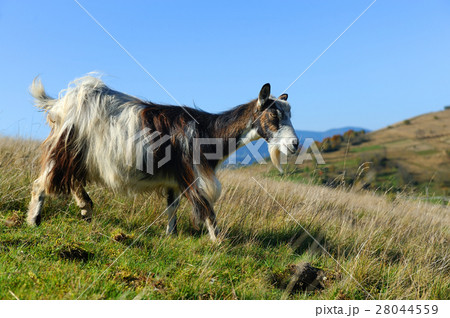 Goat in mountain. Autumn season 28044559