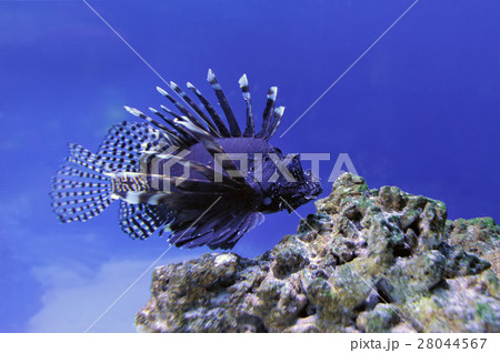 Underwater scene 28044567