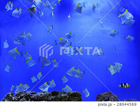 Underwater scene Underwater scene 28044569