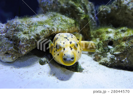 Underwater scene Underwater scene 28044570