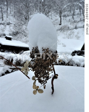 温泉郷にあってダントツの一番人気なのがこの鶴の湯温泉で、日本一予約が取りにくい宿として知られる。 28044650