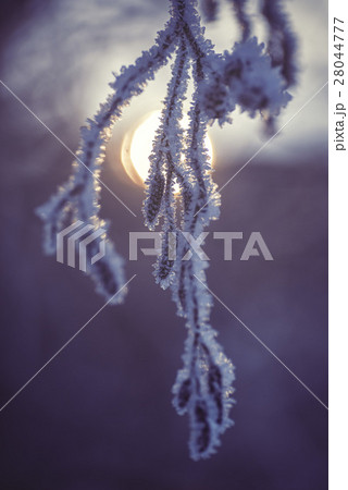Frozen branch in sunset, winter and snowy backgrou 28044777