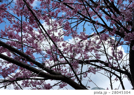 桜 さくら サクラ 28045304