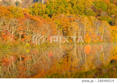 長野　戸隠高原　鏡池の紅葉 28046014
