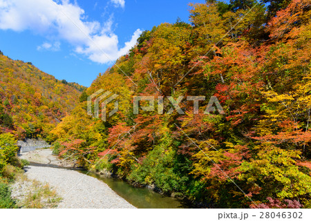 長野　鬼無里　奥裾花渓谷の紅葉 28046302