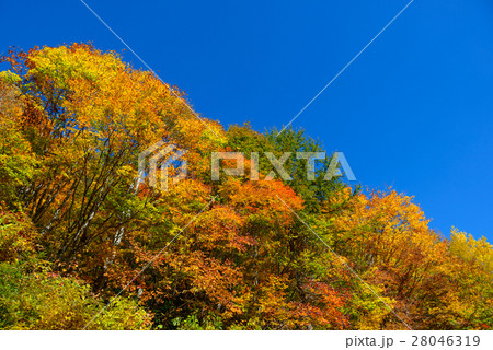 長野　鬼無里　奥裾花渓谷の紅葉 28046319
