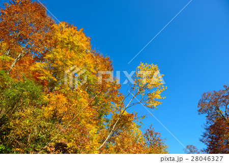 長野　鬼無里　奥裾花渓谷の紅葉 28046327
