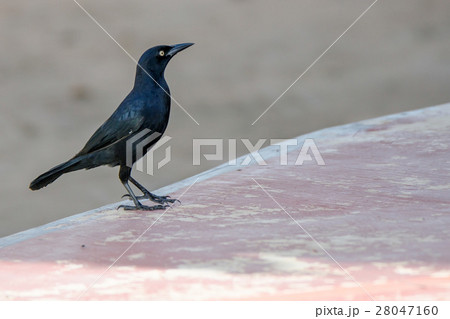 Greater Antillean Grackle 28047160