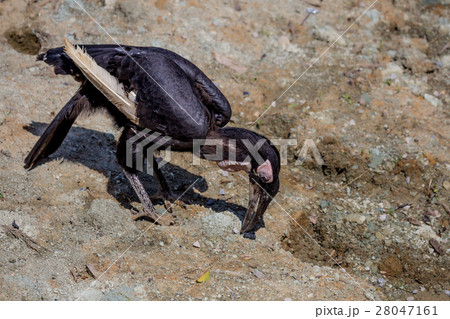 Southern ground hornbill 28047161
