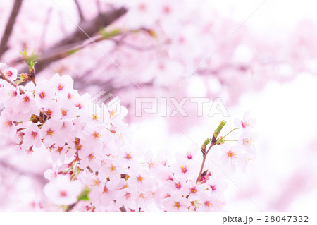 桜　そめいよしの　さくら　クローズアップ　接写　コピースペース 28047332