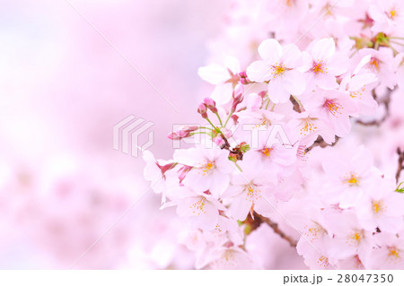 桜 そめいよしの さくら クローズアップ 接写 コピースペース 桜 そめいよしの さくら クローズアップ 接写 コピースペース 28047350