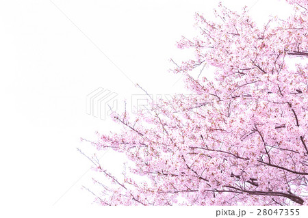 桜 そめいよしの さくら クローズアップ 接写 コピースペース 桜 そめいよしの さくら クローズアップ 接写 コピースペース 28047355