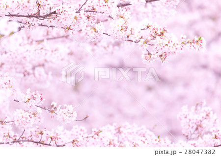 桜　そめいよしの　さくら　クローズアップ　接写　コピースペース 28047382