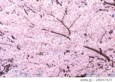 桜　そめいよしの　さくら　クローズアップ　接写　コピースペース 28047425