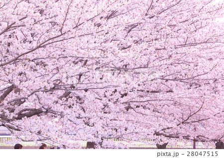 桜　そめいよしの　さくら　クローズアップ　接写　コピースペース 28047515