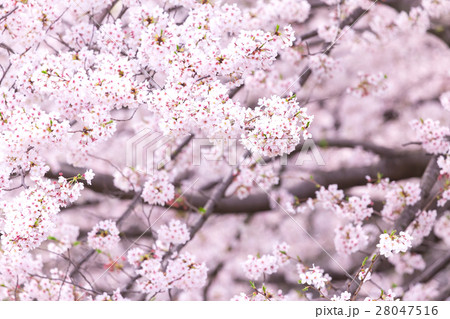 桜　そめいよしの　さくら　クローズアップ　接写　コピースペース 28047516