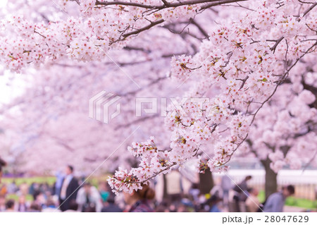桜 そめいよしの さくら コピースペース 花見 人物 桜 そめいよしの さくら コピースペース 花見 人物 28047629