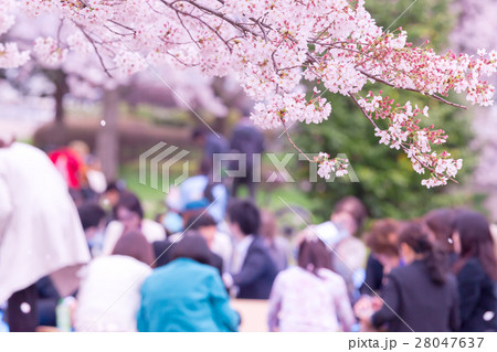 桜 そめいよしの さくら コピースペース 花見 人物 桜 そめいよしの さくら コピースペース 花見 人物 28047637