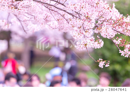 桜 そめいよしの さくら コピースペース 花見 人物 桜 そめいよしの さくら コピースペース 花見 人物 28047641