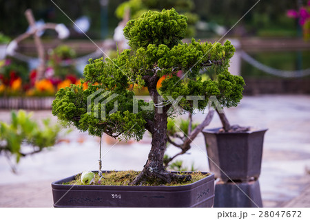 Bonsai pine trees in a pot in park of flowers in Bonsai pine trees in a pot in park of flowers in 28047672