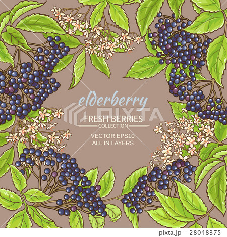 elderberry vector frame 28048375