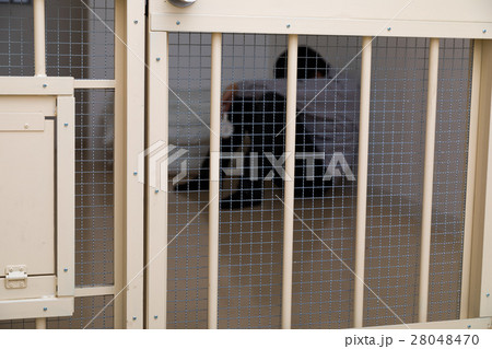刑務所、留置所、犯罪、逮捕、保留、監獄、牢屋、拘束、犯人、牢獄、詐欺、捕まえる、警察、男性、日本人 刑務所、留置所、犯罪、逮捕、保留、監獄、牢屋、拘束、犯人、牢獄、詐欺、捕まえる、警察、男性、日本人 28048470
