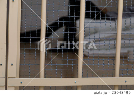 刑務所、留置所、犯罪、逮捕、保留、監獄、牢屋、拘束、犯人、牢獄、詐欺、捕まえる、警察、男性、日本人 28048499