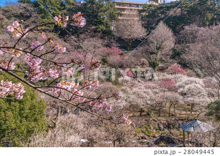早咲き桜越しの熱海梅園 2016年1月 28049445