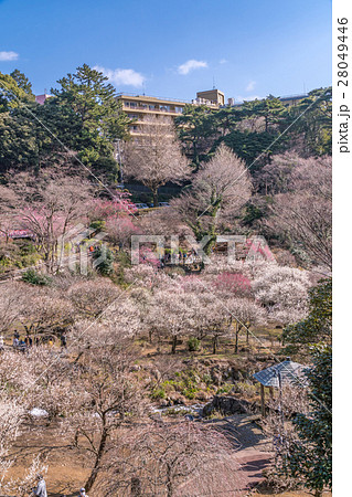 熱海梅園 2016年1月 28049446
