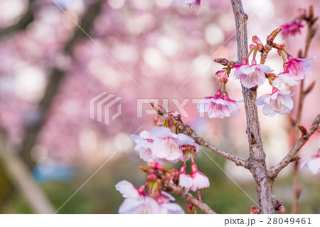 熱海温泉 糸川沿いの早咲き桜 熱海桜 糸川桜 の写真素材