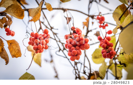 Branch of chinese magnolia vine berries 28049823