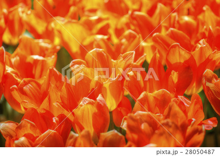 Rows of yellow tulips in Dutch 28050487