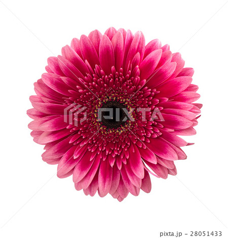 Pink gerbera daisy flower isolated on white 28051433