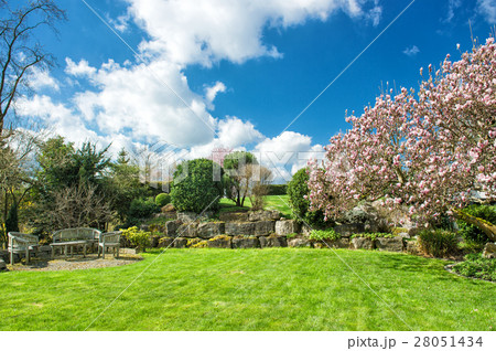 Blossoming of magnolia tree in garden Blossoming of magnolia tree in garden 28051434