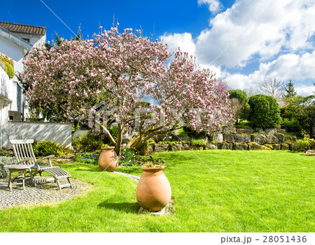 Spring english garden, blossoming magnolia tree 28051436