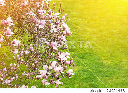 Blossoming magnolia tree. Spring flowers vintage 28051438