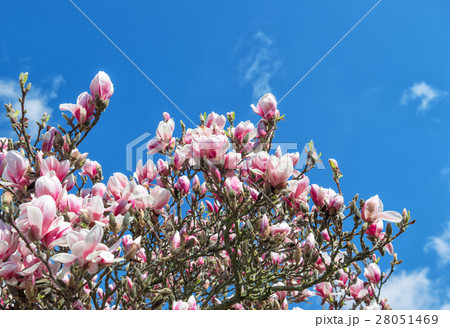 Blossoming magnolia tree. Spring flowers blue sky Blossoming magnolia tree. Spring flowers blue sky 28051469