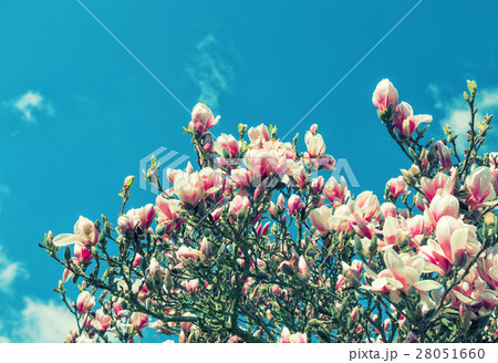 Magnolia tree blossoming. Spring flowers blue sky 28051660
