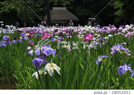 花菖蒲 花菖蒲 28052051